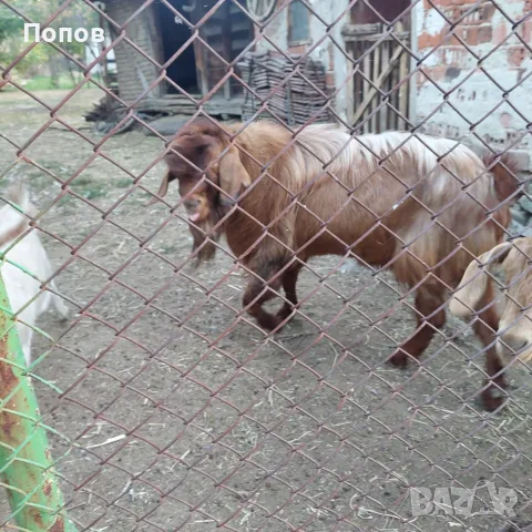 Продавам   пръч, снимка 5 - Кози - 56450070