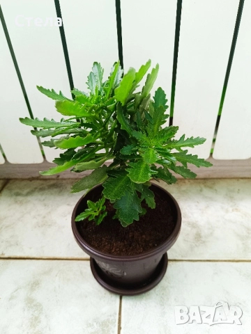 бял Бенджамин, Бегония , Хлорофитум , снимка 3 - Стайни растения - 46143435