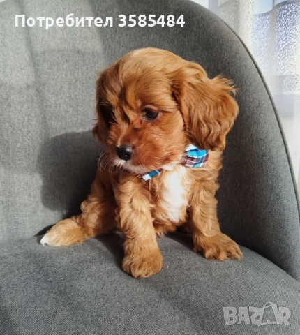 Cavapoo/Mini poodle , снимка 2 - Пудели - 52822958