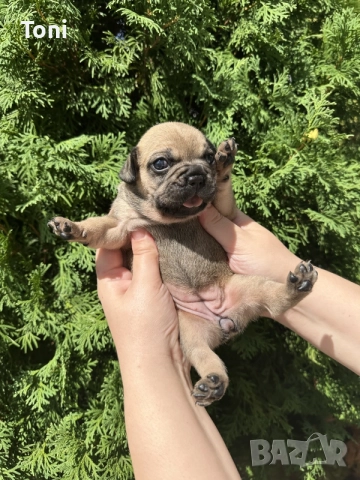  френски булдог/french Buldog, снимка 7 - Френски булдог - 55876701