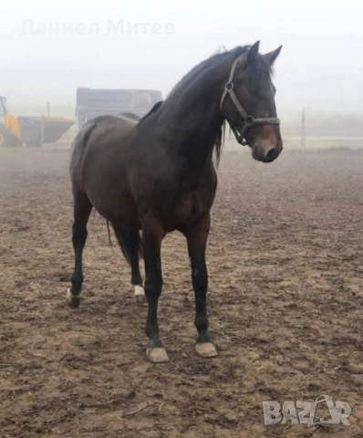 жребец, снимка 3 - Коне - 52481882