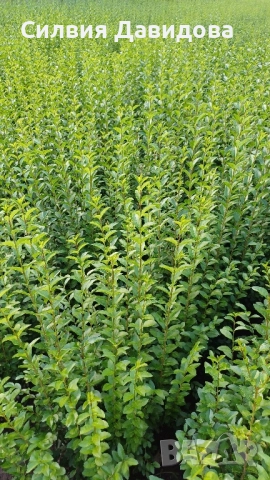 0.70лв. Лигуструм на корен, снимка 2 - Разсади - 52116194