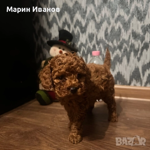 Пудел "Той", момче с две ваксини!, снимка 8 - Пудели - 52832544