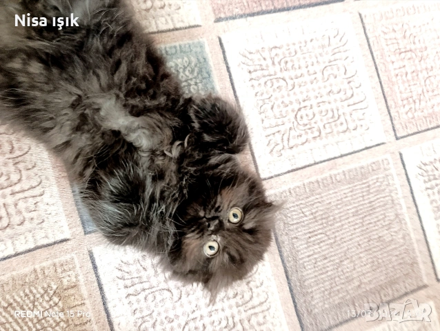 в Хасково сме последната красавица с най рядко срещания цвят шоколад не е красива тя е уникална