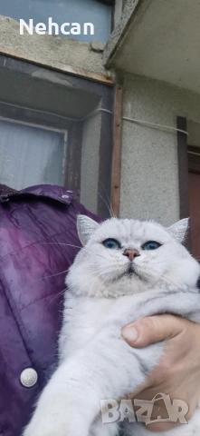 Сребърен британец за разплод, снимка 2 - Британска късокосместа - 53899153