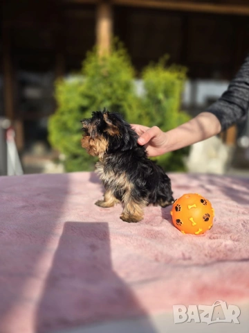 Мини Йоркширски териер момче , снимка 2 - Йоркширски териер - 54230877