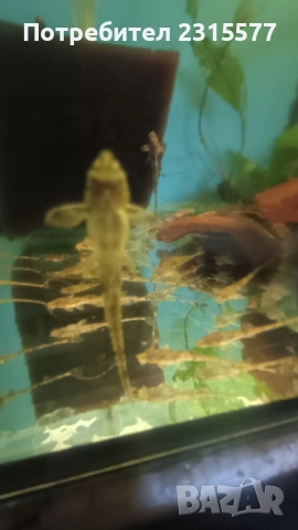 Лорикария, снимка 5 - Рибки - 50000277