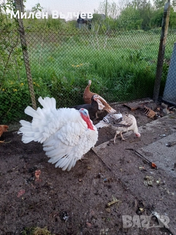 Уплодени пуешки яйца 