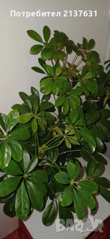 ШЕФЛЕРА , снимка 4 - Градински цветя и растения - 49267314