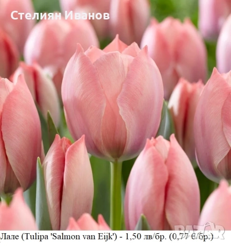 СОРТОВИ ЛАЛЕТА – ЛУКОВИЦИ - част 2, снимка 15 - Сортови семена и луковици - 52372863