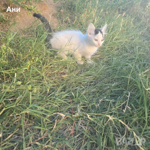 Котета на два месеца и майката на една годинка, снимка 4 - Други - 56168290
