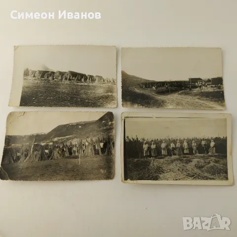 Стари снимки отглеждане на коноп гръсници гръсти   В0149  