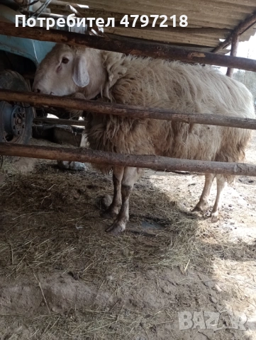 Асаф, снимка 3 - Овце - 54196713