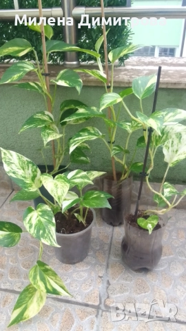 Епипремнум - Дяволски бръшлян / Хавортия , снимка 2 - Стайни растения - 50913536