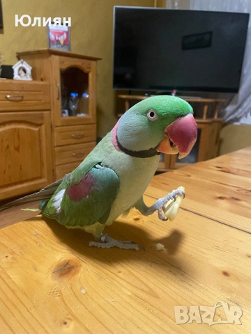 Папагал Голям Александър