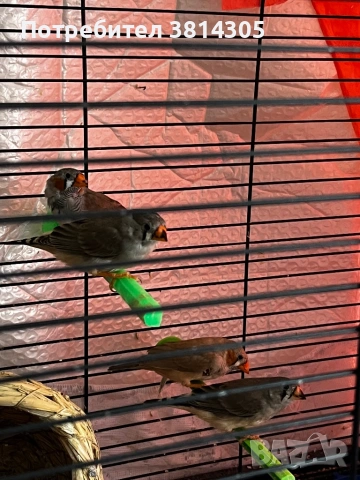 Зеброви амадини/ финки, снимка 4 - Амадини - 54195404