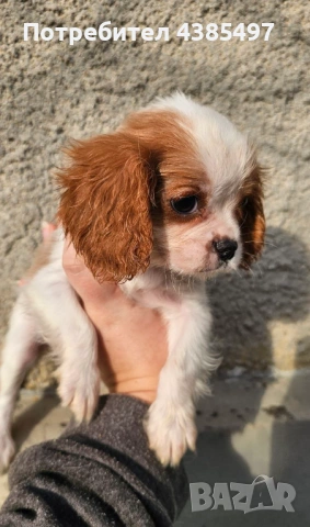 Кученца Кавалер Кинг Чарлз шпаньол, мъжки и женски, снимка 6 - Кавалер кинг чарлз шпаньол - 53898090
