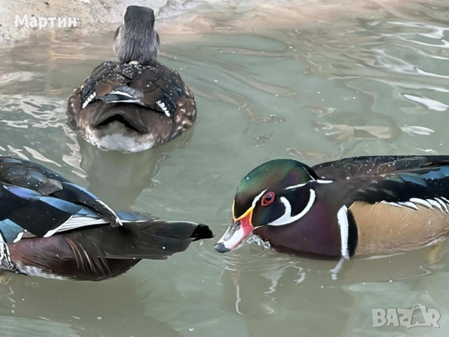 Патици Каролинки , снимка 12 - други­ - 51497214