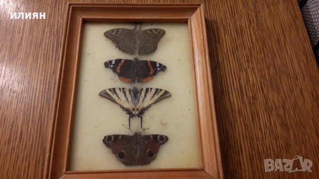 Колекция от пеперуди рамкирани  120лв за всички , снимка 2 - Колекции - 40701500