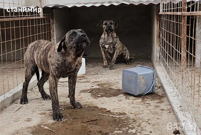 млади кучета, снимка 2 - Други - 54254500