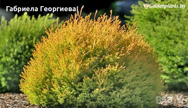 Западна туя "Рейнголд ", снимка 2 - Градински цветя и растения - 48314783