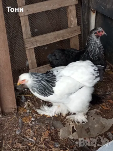 кокошки черна брама 3+1, снимка 6 - Кокошки и пуйки - 47560465