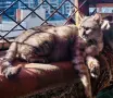 Сив Таби котарак търси дом, снимка 8