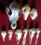 Учебно помагало по зоология, колекция от черепи, сбирка гръбначни животни , снимка 3