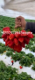 Разсад ягоди. .И .малини., снимка 1 - Разсади - 44720432