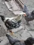 Домашни петли Средец, снимка 9