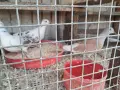 Млади гугутки 4 броя, снимка 2