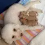 Mini Poodle - Прекрасно мини пуделче търси своето семейство, снимка 3
