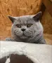 Чистокръвно британско късокосместо момиче , снимка 5