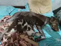 Кученца за продажба ., снимка 2