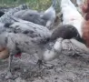 порода Индийски бегач патки, снимка 5