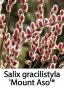 Върба - Salix gracilistyla 'Mount Aso' ( грацилистяла' моунт асо' ), снимка 1 - Градински цветя и растения - 31614507