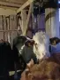 Продавам мъжки телета, снимка 6