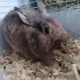 Декоративно зайче , снимка 1