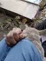 Подарявам коте СПЕШНО , снимка 4