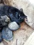 Полуперсичета на 2 месеца, прекрасен подарък !, снимка 2