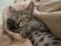 Котенце рпдено през юли, снимка 2
