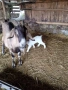 Продавам кози с ярета, снимка 10
