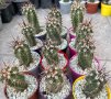 Кактуси Echinocereus Triglochidiatus, снимка 1 - Градински цветя и растения - 44326095