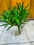 Алое, снимка 3