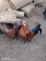 Продавам декоративни кокошки , снимка 5