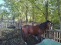 ПРОДАВАМЕ ЕЛИТЕН ЖРЕБЕЦ ЧИСТОКРЪВЕН ЧИСТОПОРОДЕН, 5800 Е, снимка 2