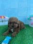 Cavapoo/Кавапу момчета, снимка 2