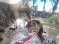 5 сладки бебенца котенца, снимка 2