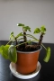 🌿 Китайска паричка (Pilea peperomioides) – 3 растения в саксия 🌿, снимка 2