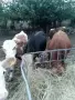 10 броя мъжки област Велико Търново село Раданово , снимка 7
